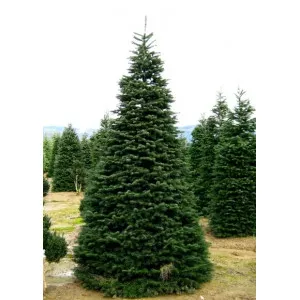 Jela nordmanniana (Abies nordmanniana) u tegli P6