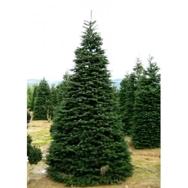 Jela nordmanniana (Abies nordmanniana) u tegli P6