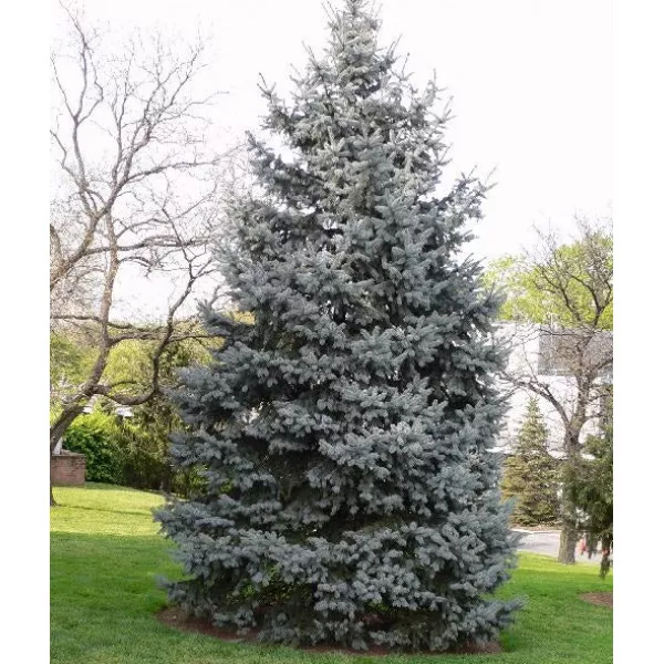 Jela concolor (Abies concolor) u tegli P6