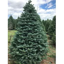 Jela (Abies alba) u tegli P12