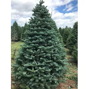 Jela (Abies alba) u tegli P12