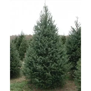 Duglazija (Pseudotsuga menziesii) u tegli P12