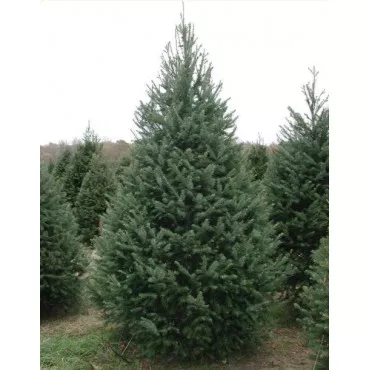 Duglazija (Pseudotsuga menziesii) u tegli P12
