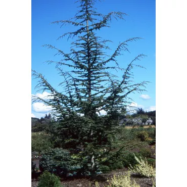 Libanonski cedar (Cedrus libani) u tegli C1