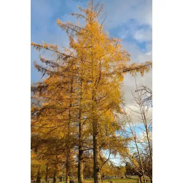 Ariš (Larix decidua) u tegli C1