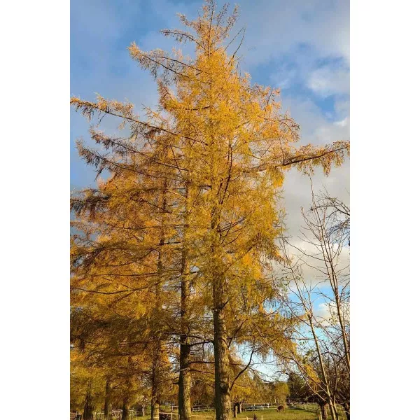 Ariš (Larix decidua) u tegli C1