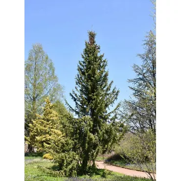 Smreka srpska (Picea omorika) u tegli C1