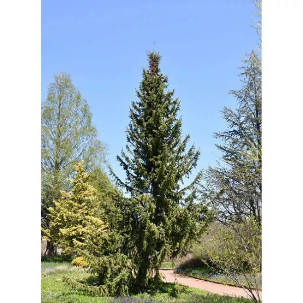 Smreka srpska (Picea omorika) u tegli C1
