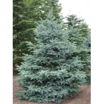 Smreka srebrna San Juan (Picea pungens Glauca San Juan) u tegli C1