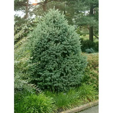 Smreka engelmannii (Picea engelmannii) u tegli C1