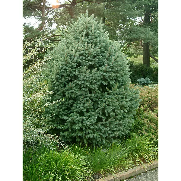 Smreka engelmannii (Picea engelmannii) u tegli C1
