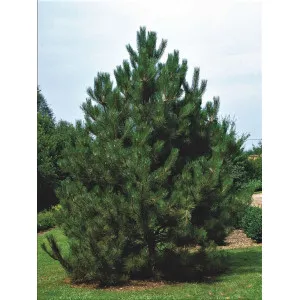 Crni bor (Pinus nigra austriaca) u tegli C1