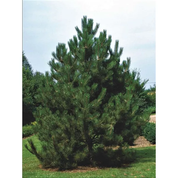 Crni bor (Pinus nigra austriaca) u tegli C1