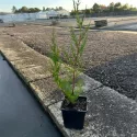 Leyland čempres (Cupressocyparis leylandii) 50–60 cm, u tegli