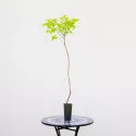 Marelica stupolika Asian Pearl