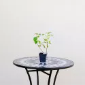 Hortenzija paniculata Silver Dollar