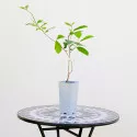 Magnolija Leonard Messel
