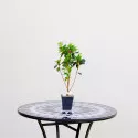 Japanska azaleja Konigstein