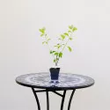 Hortenzija paniculata Red Star