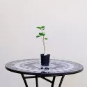 Amelanchier Lamarckii
