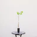 Nektarina Aeris