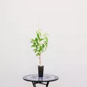 Nektarina Orion