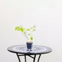 Hortenzija arborescens Annabelle