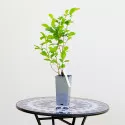 Magnolija Nigra