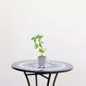 Pasiflora Victoria