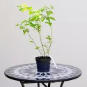 Borovnica Bluegold