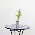 Japanska žutika Helmond Pillar