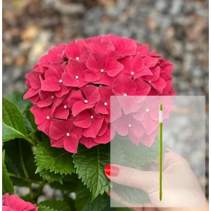 Paket hortenzija macrophylla Alpengluhen i AquaStick SUStee, veličina L, zeleni