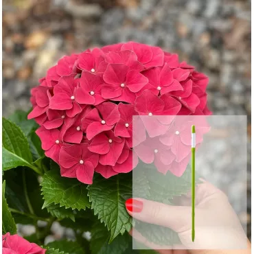 Paket hortenzija macrophylla Alpengluhen i AquaStick SUStee, veličina L, zeleni