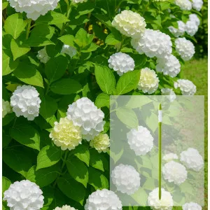 Paket hortenzija macrophylla Soeur Therese i AquaStick SUStee, veličina L, zeleni