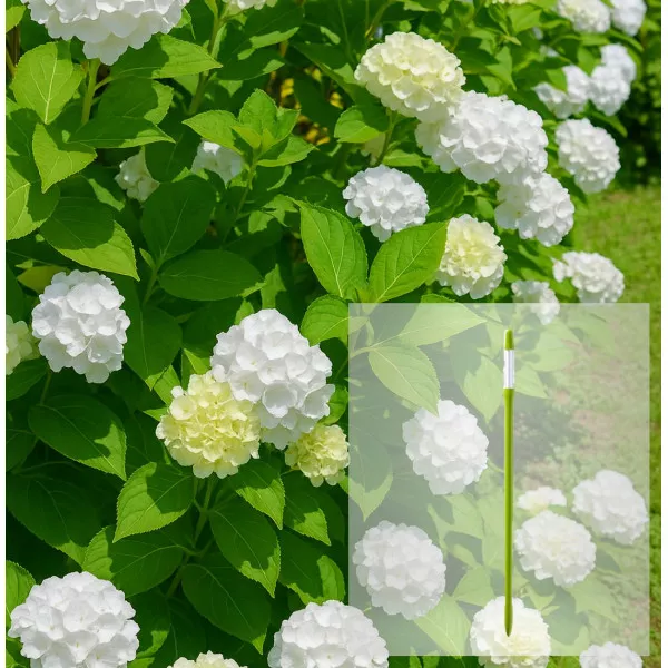 Paket hortenzija macrophylla Soeur Therese i AquaStick SUStee, veličina L, zeleni