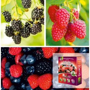 Paket bobičasto voće bio: kupina, malina i gnojivo