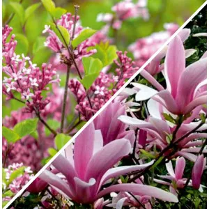 Paket elegantni vrt: jorgovan i magnolija