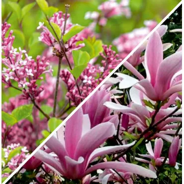 Paket elegantni vrt: jorgovan i magnolija