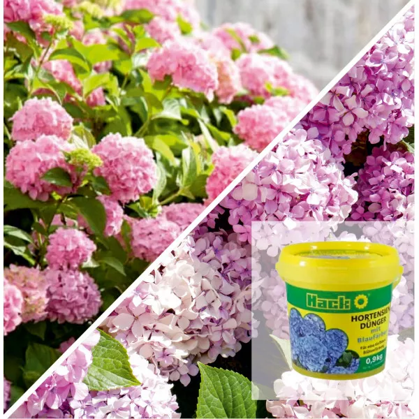 Paket maksimalno cvjetanje: hortenzija Bouquet Rose i specijalno gnojivo