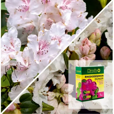 Paket rhododendron deluxe: Cream Crest i specijalno gnojivo