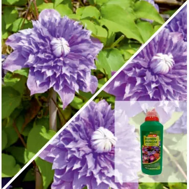 Paket clematis regal: Multi Blue i magic gnojivo