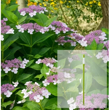 Paket hortenzija macrophylla Libelle i AquaStick SUStee, veličina L, zeleni