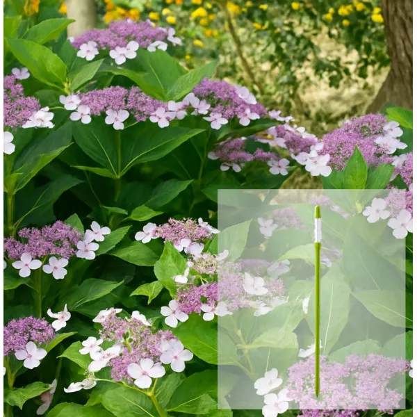 Paket hortenzija macrophylla Libelle i AquaStick SUStee, veličina L, zeleni