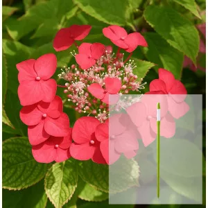 Paket hortenzija macrophylla Rotkehlchen i AquaStick SUStee, veličina L, zeleni