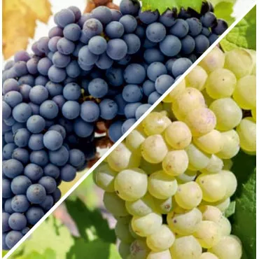 Paket Pinot duo: Noir i Blanc