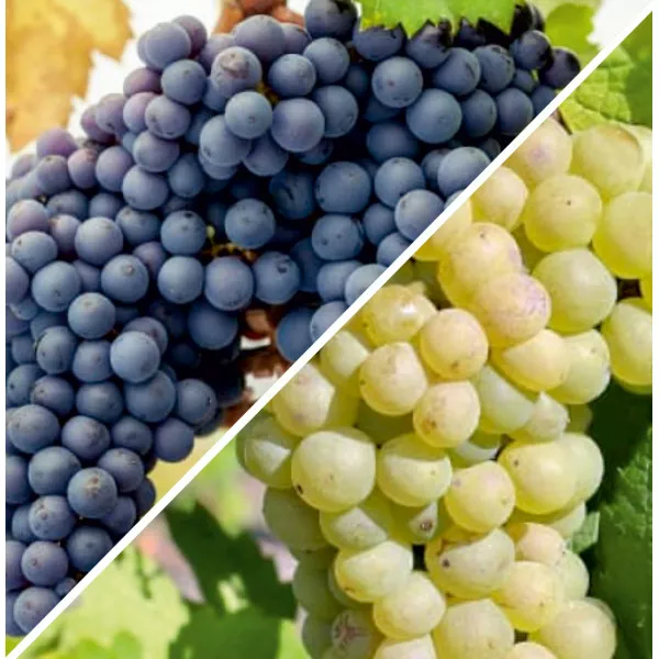 Paket Pinot duo: Noir i Blanc