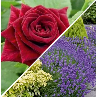 Paket Mirisni vrt: ruža & lavanda