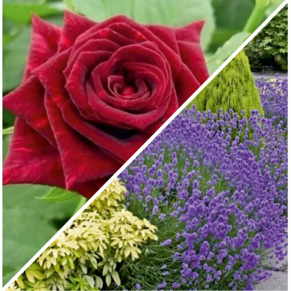 Paket Mirisni vrt: ruža & lavanda