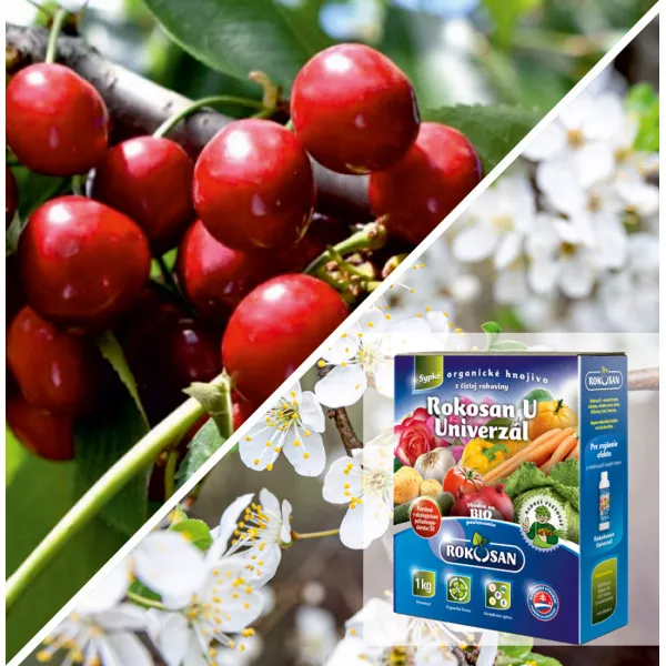 Paket Trešnja Lydia & bio gnojivo