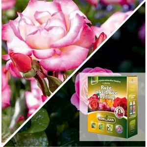 Paket Vertikalni vrt: penjačica ruža Haendel® & bio gnojivo